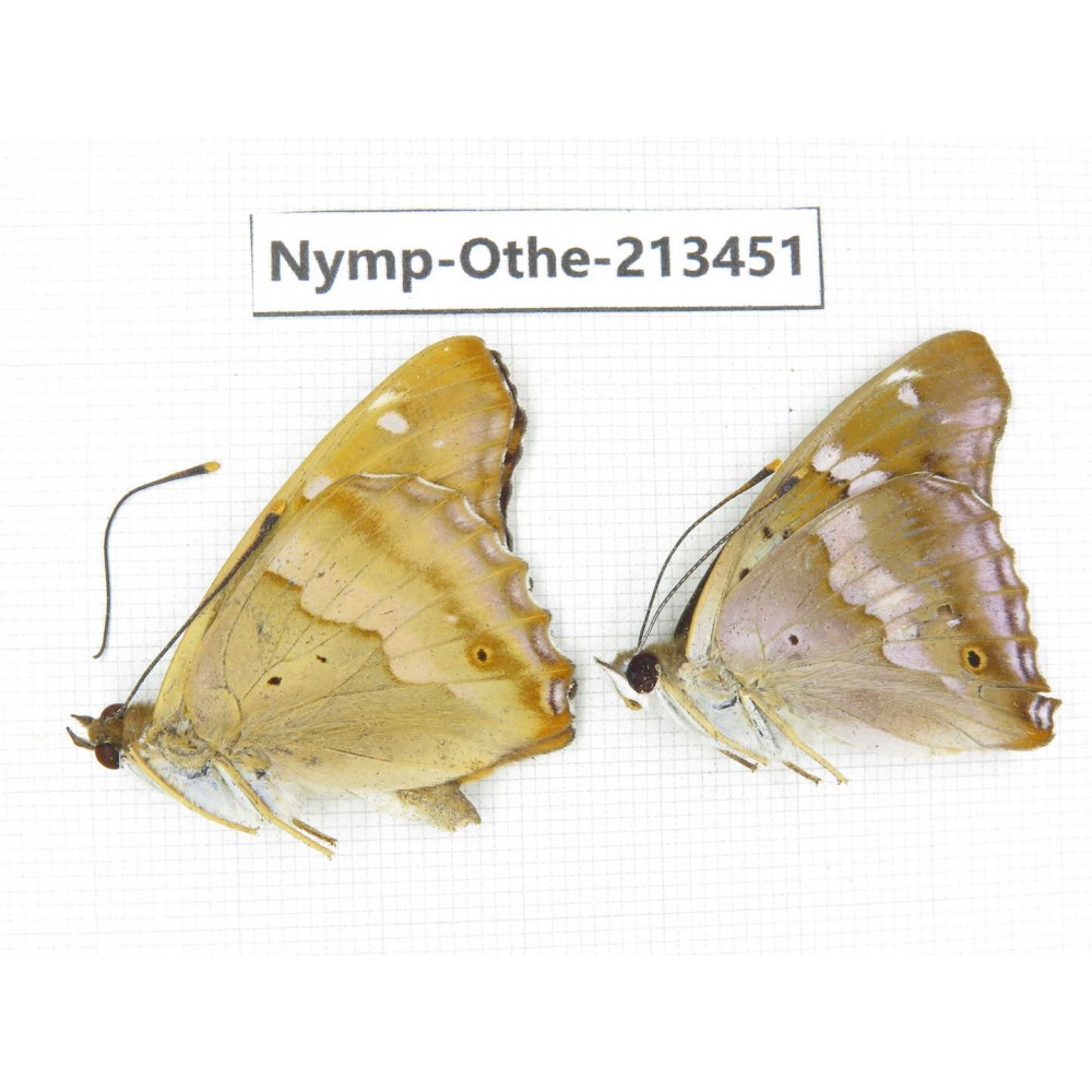 Apatura ilia ssp. China, Heilongjiang, Haerbin, Tonghe county. 2M. Nymp-Othe-213451.