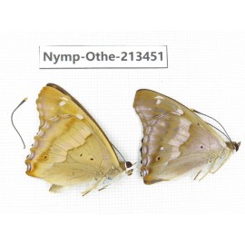 Apatura ilia ssp. China, Heilongjiang, Haerbin, Tonghe county. 2M. Nymp-Othe-213451.
