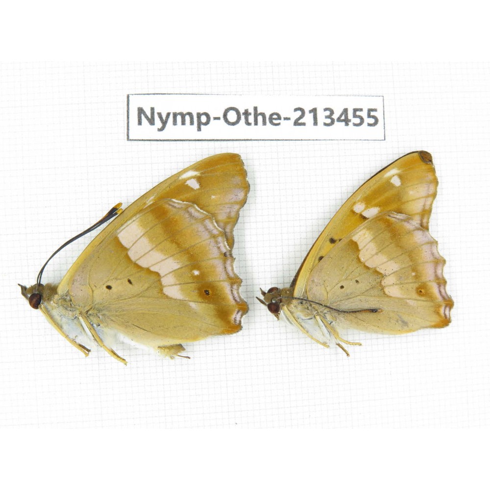 Apatura ilia ssp. China, Heilongjiang, Haerbin, Tonghe county. 2M. Nymp-Othe-213455.