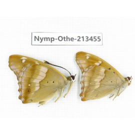 Apatura ilia ssp. China, Heilongjiang, Haerbin, Tonghe county. 2M. Nymp-Othe-213455.