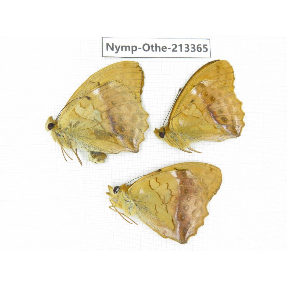Argyronome laodice. China, Heilongjiang, Haerbin, Tonghe county. 3M. Nymp-Othe-213365.