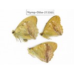 Argyronome laodice. China, Heilongjiang, Haerbin, Tonghe county. 3M. Nymp-Othe-213365.