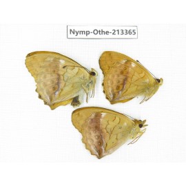 Argyronome laodice. China, Heilongjiang, Haerbin, Tonghe county. 3M. Nymp-Othe-213365.