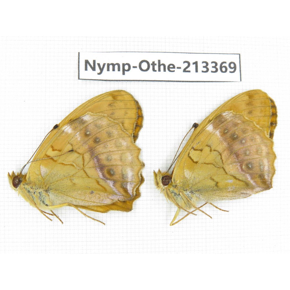 Argyronome laodice. China, Heilongjiang, Haerbin, Tonghe county. 2M. Nymp-Othe-213369.