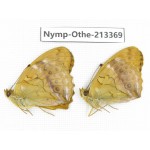 Argyronome laodice. China, Heilongjiang, Haerbin, Tonghe county. 2M. Nymp-Othe-213369.