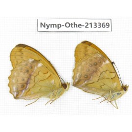 Argyronome laodice. China, Heilongjiang, Haerbin, Tonghe county. 2M. Nymp-Othe-213369.