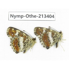 Arasschnia levana ssp. China, Heilongjiang, Haerbin, Tonghe county. 2M. Nymp-Othe-213404.