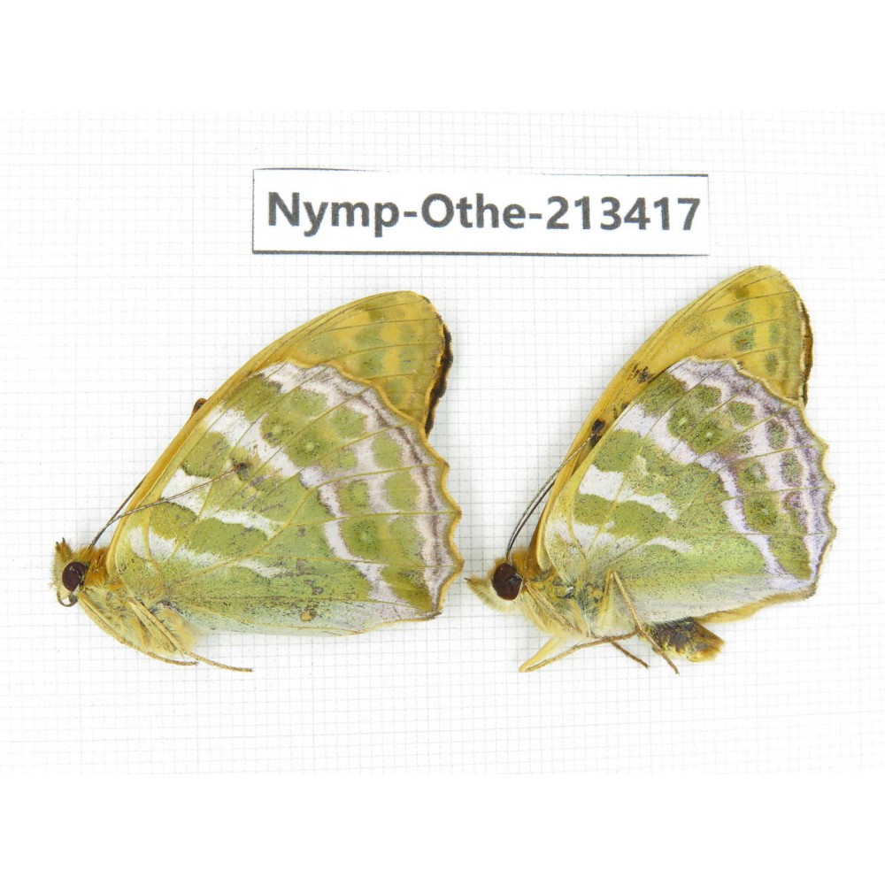 Argynnis paphia ssp. China, Heilongjiang, Haerbin, Tonghe county. 2M. Nymp-Othe-213417.