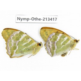 Argynnis paphia ssp. China, Heilongjiang, Haerbin, Tonghe county. 2M. Nymp-Othe-213417.