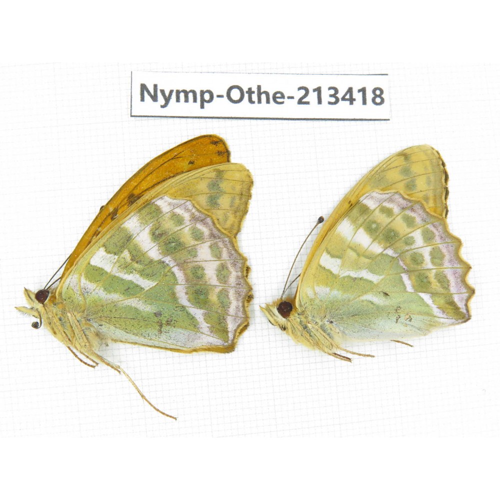 Argynnis paphia ssp. China, Heilongjiang, Haerbin, Tonghe county. 2M. Nymp-Othe-213418.