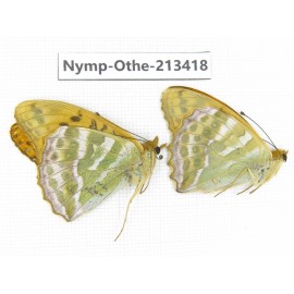 Argynnis paphia ssp. China, Heilongjiang, Haerbin, Tonghe county. 2M. Nymp-Othe-213418.