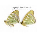 Argynnis paphia ssp. China, Heilongjiang, Haerbin, Tonghe county. 2M. Nymp-Othe-213419.