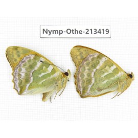 Argynnis paphia ssp. China, Heilongjiang, Haerbin, Tonghe county. 2M. Nymp-Othe-213419.