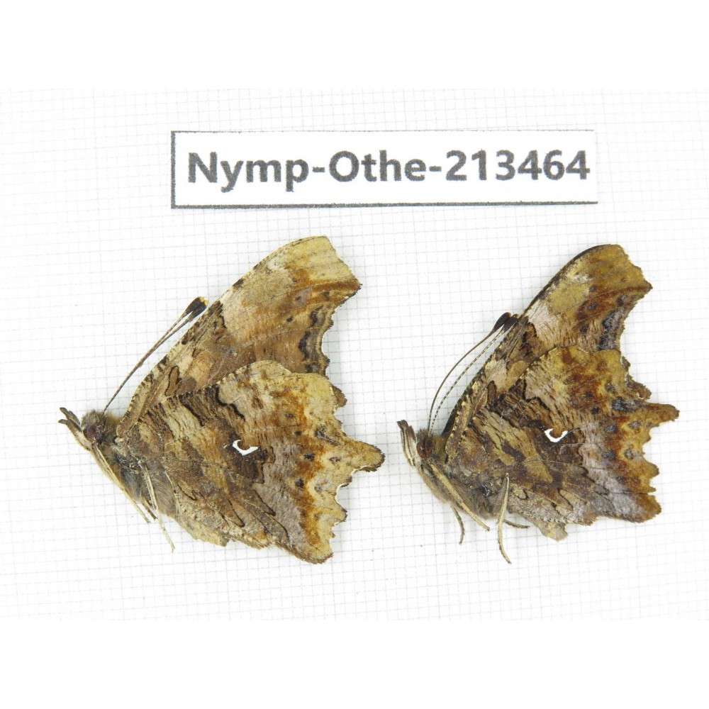 Polygonia c-album ssp. China, Heilongjiang, Haerbin, Tonghe county. 2M. Nymp-Othe-213464.