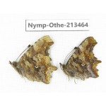 Polygonia c-album ssp. China, Heilongjiang, Haerbin, Tonghe county. 2M. Nymp-Othe-213464.