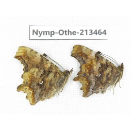 Polygonia c-album ssp. China, Heilongjiang, Haerbin, Tonghe county. 2M. Nymp-Othe-213464.