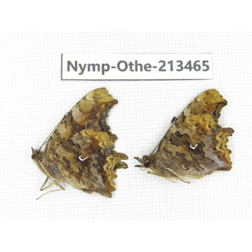 Polygonia c-album ssp. China, Heilongjiang, Haerbin, Tonghe county. 2M. Nymp-Othe-213465.