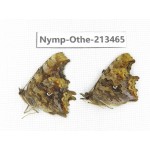 Polygonia c-album ssp. China, Heilongjiang, Haerbin, Tonghe county. 2M. Nymp-Othe-213465.