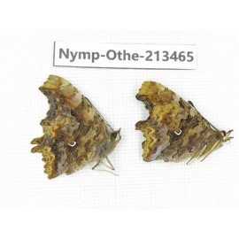 Polygonia c-album ssp. China, Heilongjiang, Haerbin, Tonghe county. 2M. Nymp-Othe-213465.