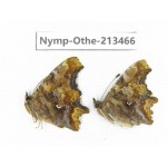 Polygonia c-album ssp. China, Heilongjiang, Haerbin, Tonghe county. 2M. Nymp-Othe-213466.