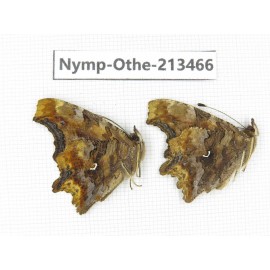 Polygonia c-album ssp. China, Heilongjiang, Haerbin, Tonghe county. 2M. Nymp-Othe-213466.
