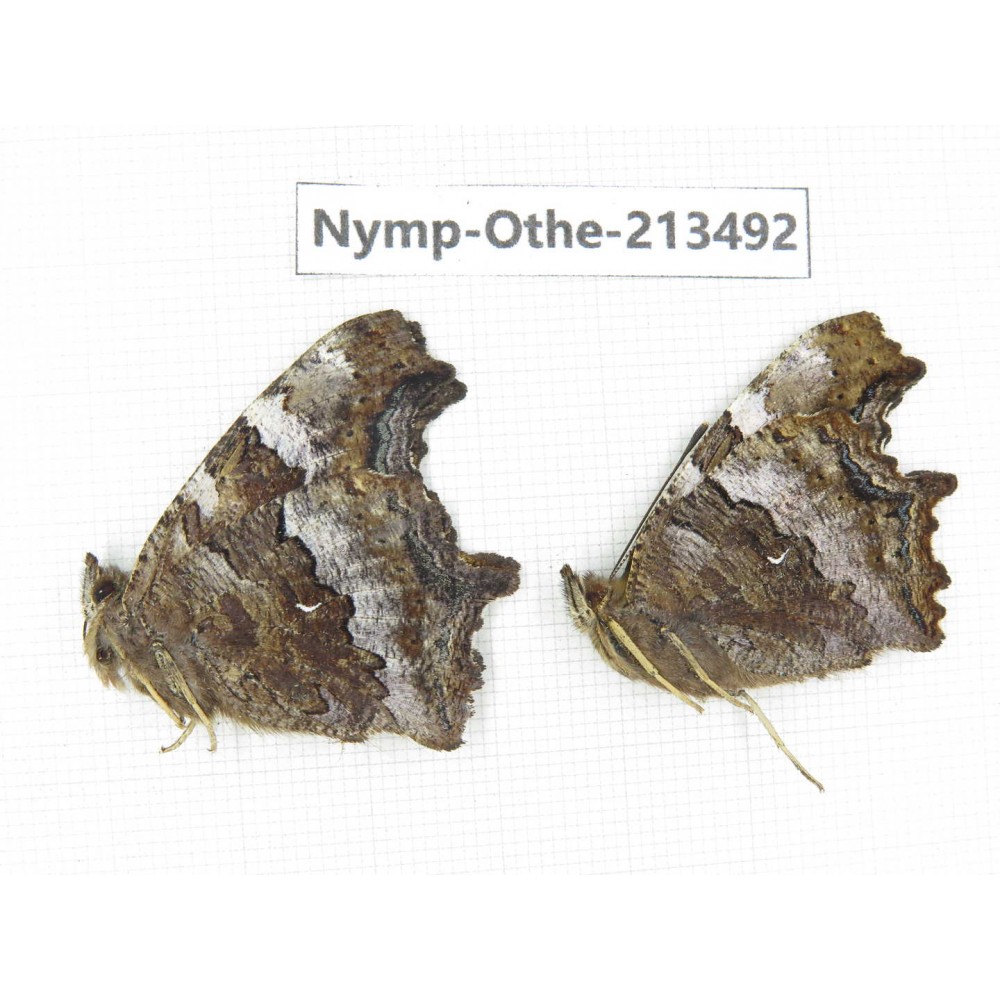 Nymphalis xanthomelas ssp. China, Heilongjiang, Haerbin, Tonghe county. 2M. Nymp-Othe-213492.