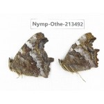 Nymphalis xanthomelas ssp. China, Heilongjiang, Haerbin, Tonghe county. 2M. Nymp-Othe-213492.