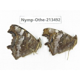 Nymphalis xanthomelas ssp. China, Heilongjiang, Haerbin, Tonghe county. 2M. Nymp-Othe-213492.