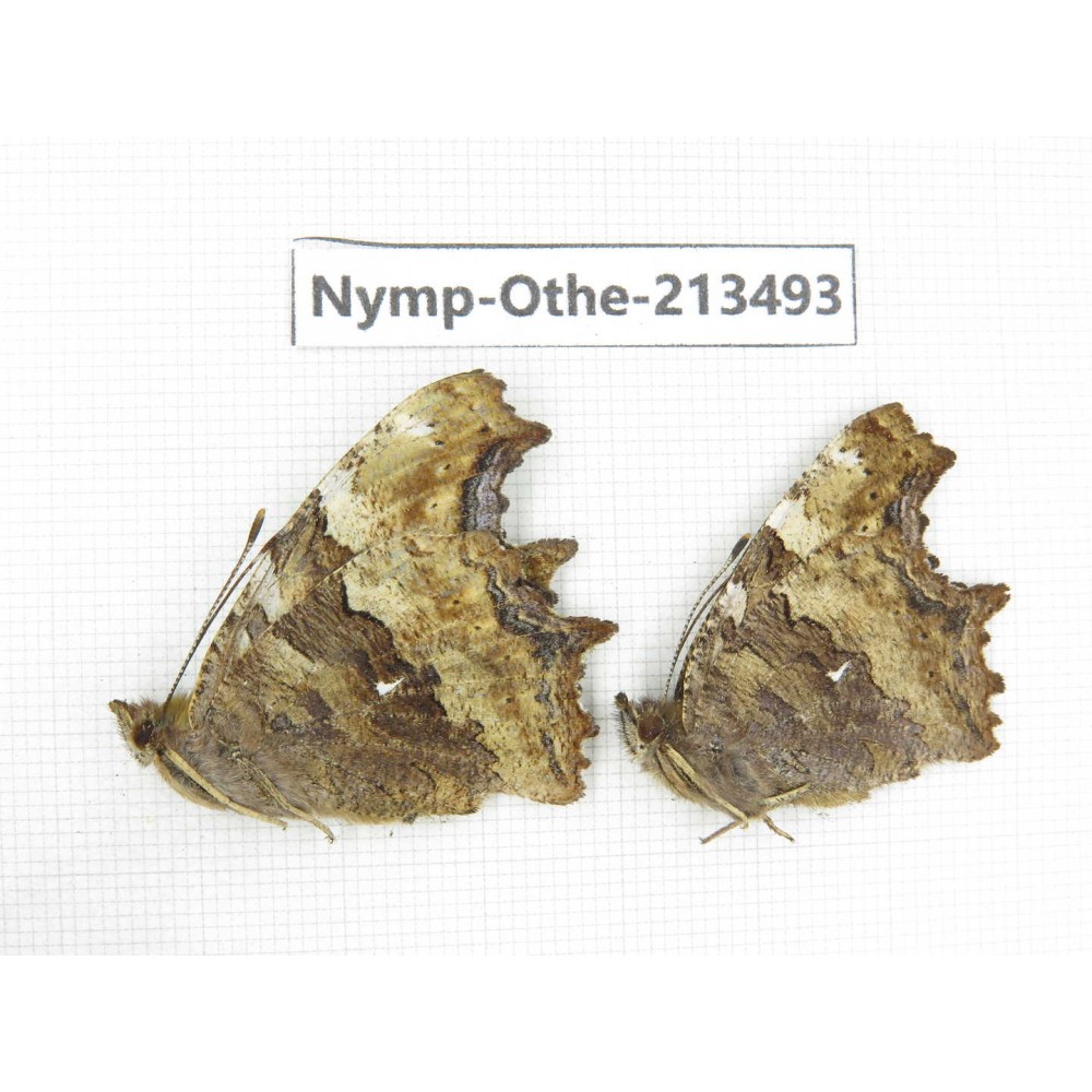 Nymphalis xanthomelas ssp. China, Heilongjiang, Haerbin, Tonghe county. 2M. Nymp-Othe-213493.