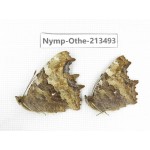 Nymphalis xanthomelas ssp. China, Heilongjiang, Haerbin, Tonghe county. 2M. Nymp-Othe-213493.