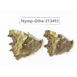 Nymphalis xanthomelas ssp. China, Heilongjiang, Haerbin, Tonghe county. 2M. Nymp-Othe-213493.