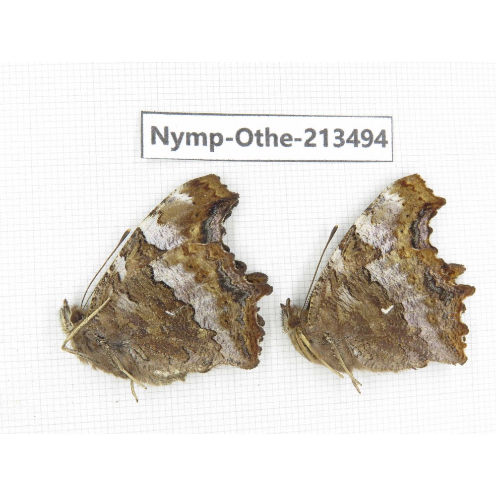 Nymphalis xanthomelas ssp. China, Heilongjiang, Haerbin, Tonghe county. 2M. Nymp-Othe-213494.