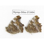 Nymphalis xanthomelas ssp. China, Heilongjiang, Haerbin, Tonghe county. 2M. Nymp-Othe-213494.