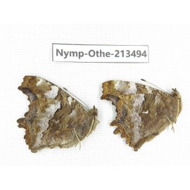 Nymphalis xanthomelas ssp. China, Heilongjiang, Haerbin, Tonghe county. 2M. Nymp-Othe-213494.