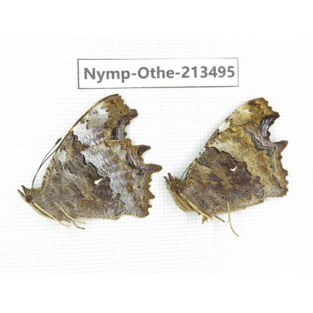Nymphalis xanthomelas ssp. China, Heilongjiang, Haerbin, Tonghe county. 2M. Nymp-Othe-213495.