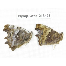 Nymphalis xanthomelas ssp. China, Heilongjiang, Haerbin, Tonghe county. 2M. Nymp-Othe-213495.
