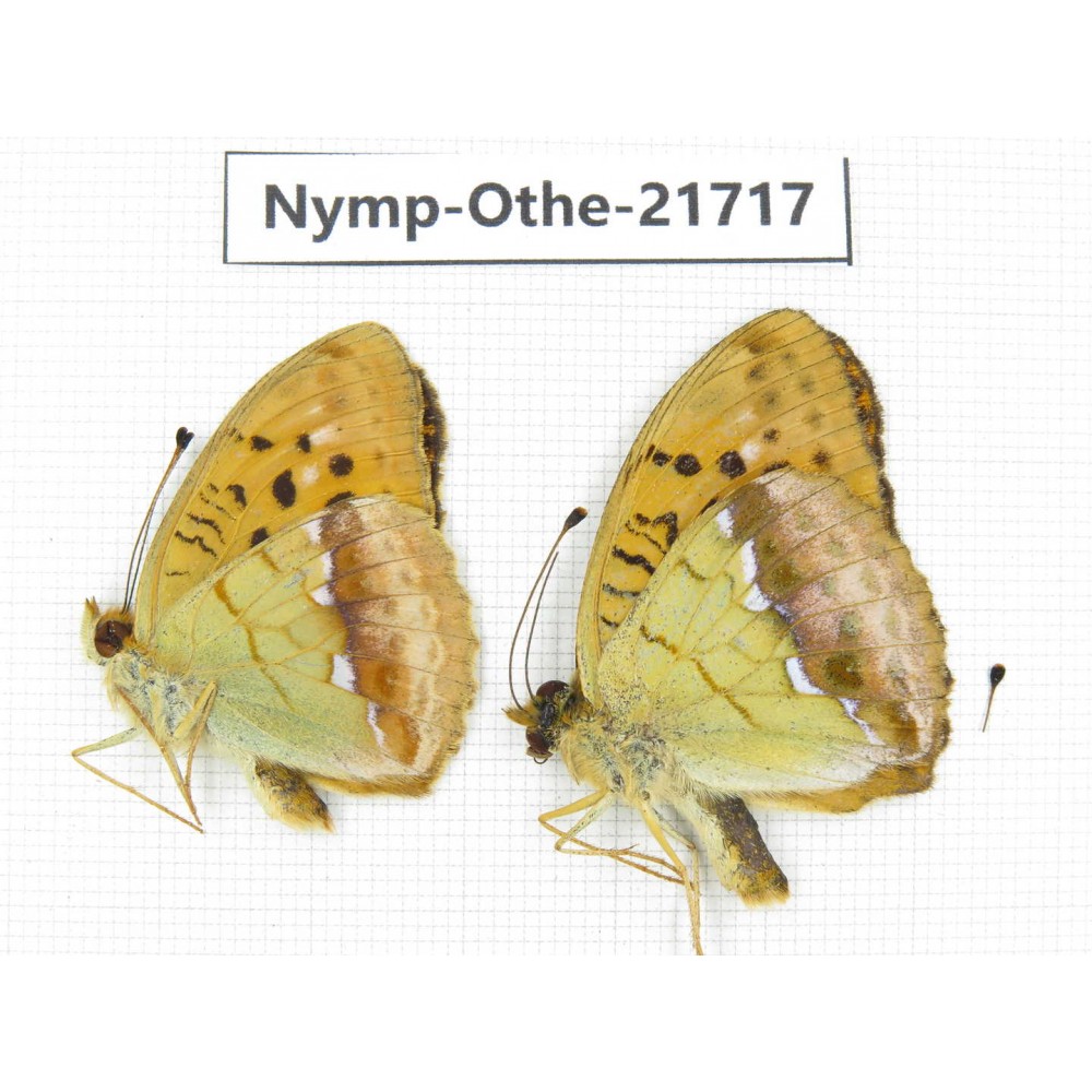 Argyronome laodice. China, Heilongjiang, Jiamusi. 2M. Nymp-Othe-21717.