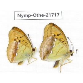 Argyronome laodice. China, Heilongjiang, Jiamusi. 2M. Nymp-Othe-21717.