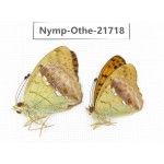 Argyronome laodice. China, Heilongjiang, Jiamusi. 2M. Nymp-Othe-21718.
