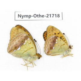 Argyronome laodice. China, Heilongjiang, Jiamusi. 2M. Nymp-Othe-21718.