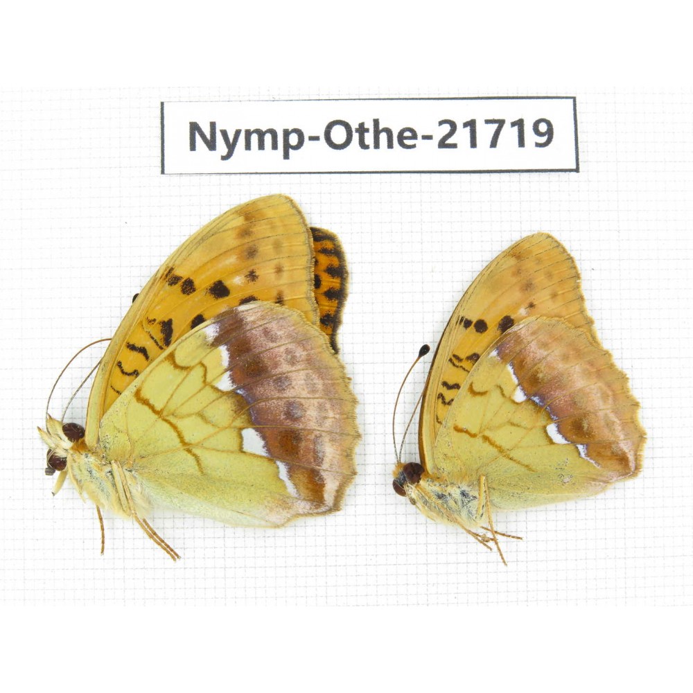 Argyronome laodice. China, Heilongjiang, Jiamusi. 2M. Nymp-Othe-21719.