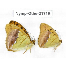 Argyronome laodice. China, Heilongjiang, Jiamusi. 2M. Nymp-Othe-21719.
