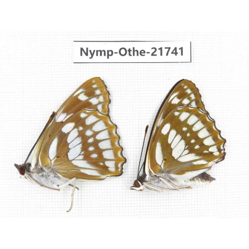 Mimathyma nycteis ssp. China, Heilongjiang, Jiamusi. 2M. Nymp-Othe-21741.