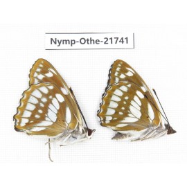 Mimathyma nycteis ssp. China, Heilongjiang, Jiamusi. 2M. Nymp-Othe-21741.