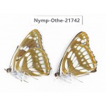 Mimathyma nycteis ssp. China, Heilongjiang, Jiamusi. 2M. Nymp-Othe-21742.