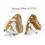 Limenitis doerriesi. China, Heilongjiang, Jiamusi. 1P. Nymp-Othe-21776.