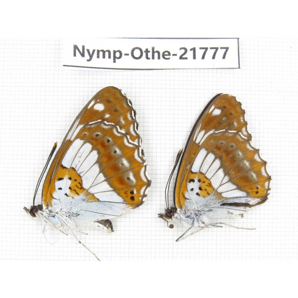 Limenitis doerriesi. China, Heilongjiang, Jiamusi. 1P. Nymp-Othe-21777.