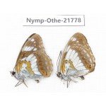 Limenitis doerriesi. China, Heilongjiang, Jiamusi. 1P. Nymp-Othe-21778.