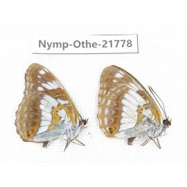 Limenitis doerriesi. China, Heilongjiang, Jiamusi. 1P. Nymp-Othe-21778.
