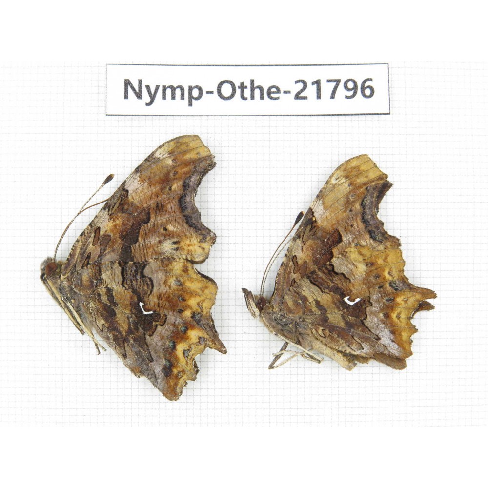 Polygonia c-album ssp. China, Heilongjiang, Jiamusi. 2M. Nymp-Othe-21796.